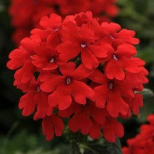 4" Verbena-Red
