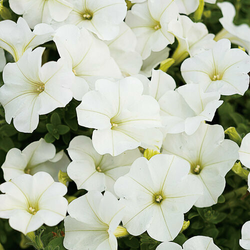 4" Petunia-White