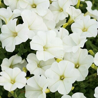 4" Petunia-White