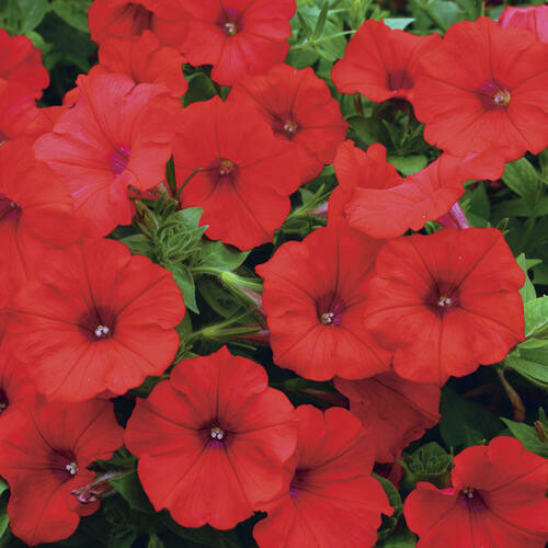 4" Petunia-Red