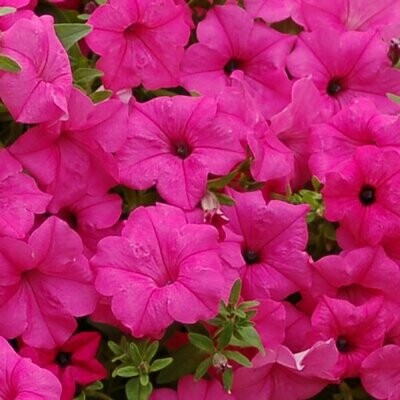 4" Petunia-Pink