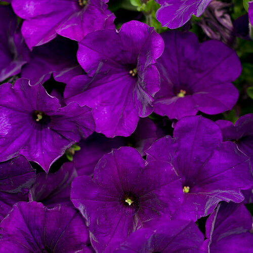 4" Petunia-Purple