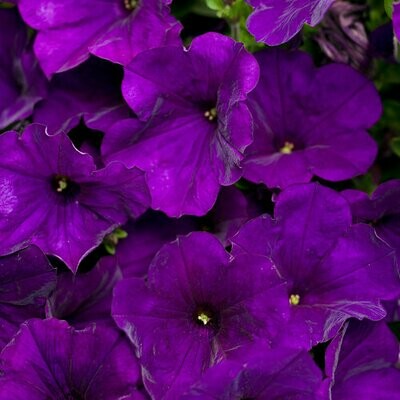 4" Petunia-Purple