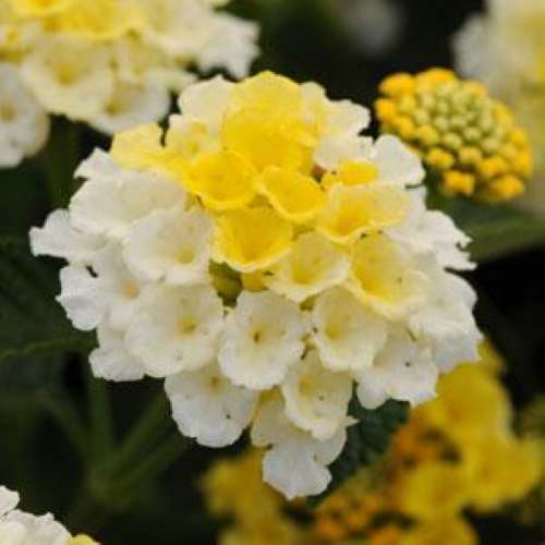 4" Lantana-White