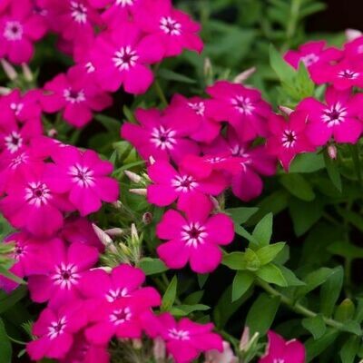 4" Phlox