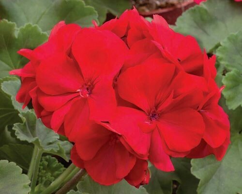 4" Geranium-Red
