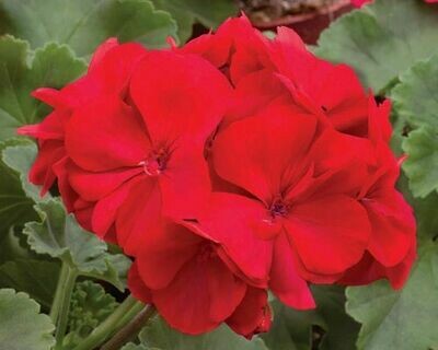 4" Geranium-Red