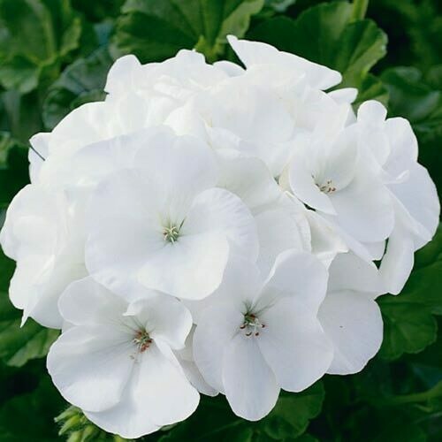 4" Geranium-white