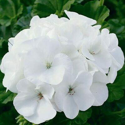 4" Geranium-white