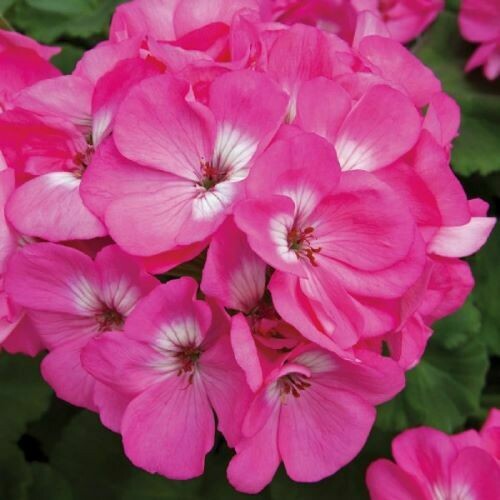 4" Geranium-Pink