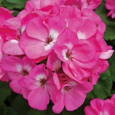 4" Geranium-Pink