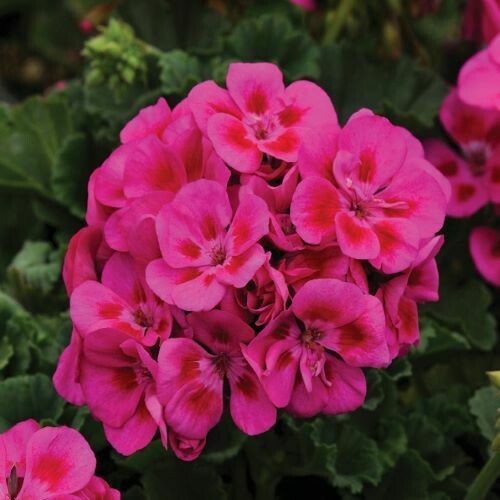 4" Geranium-Purple