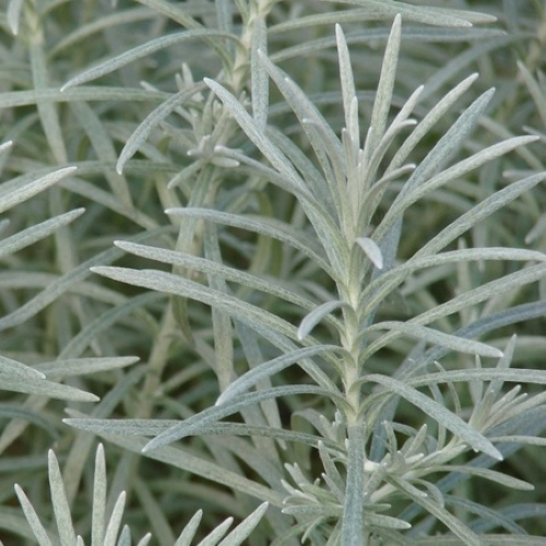4" Helichrysum-Icicles