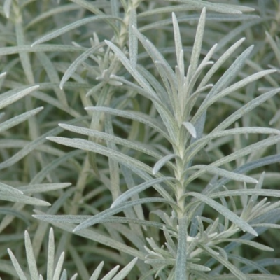 4" Helichrysum-Icicles