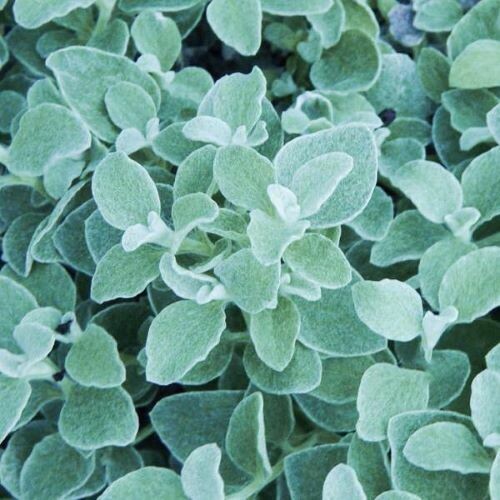 4" Helichrysum-Licorice