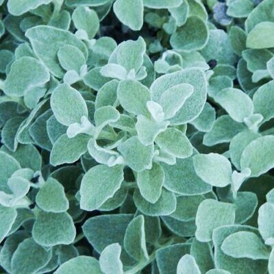 4" Helichrysum-Licorice