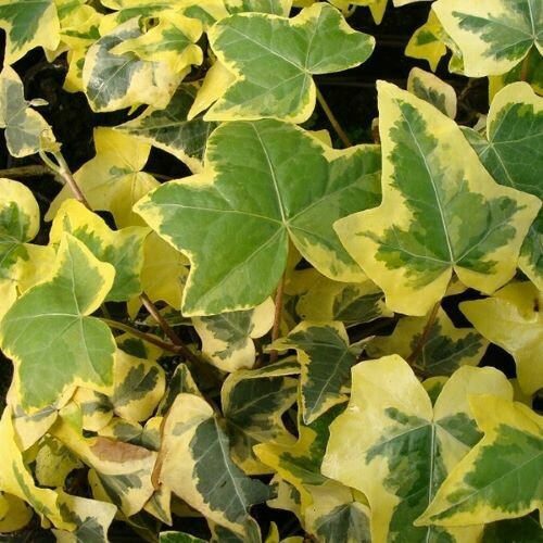 4" English Ivy-Yellow Ripple