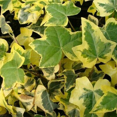 4" English Ivy-Yellow Ripple