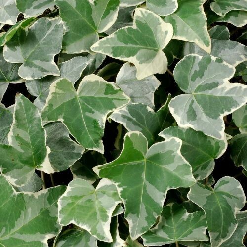 4" English Ivy-Glacier