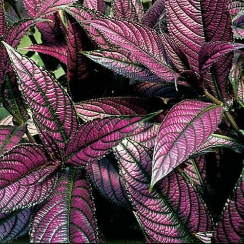 4" Strobilanthes