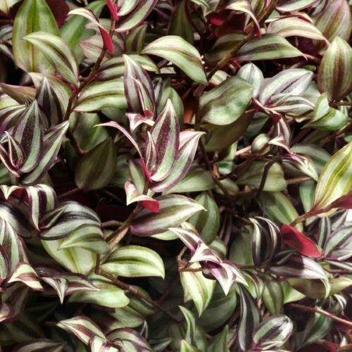 4" Wandering Jew