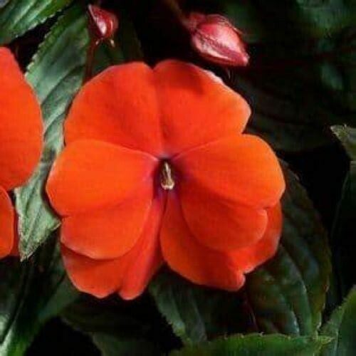 Lg Container-New Guinea Impatien