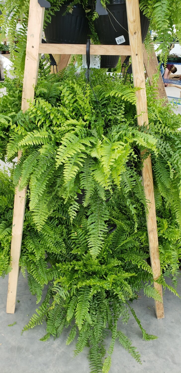 Boston Fern hanging baskets