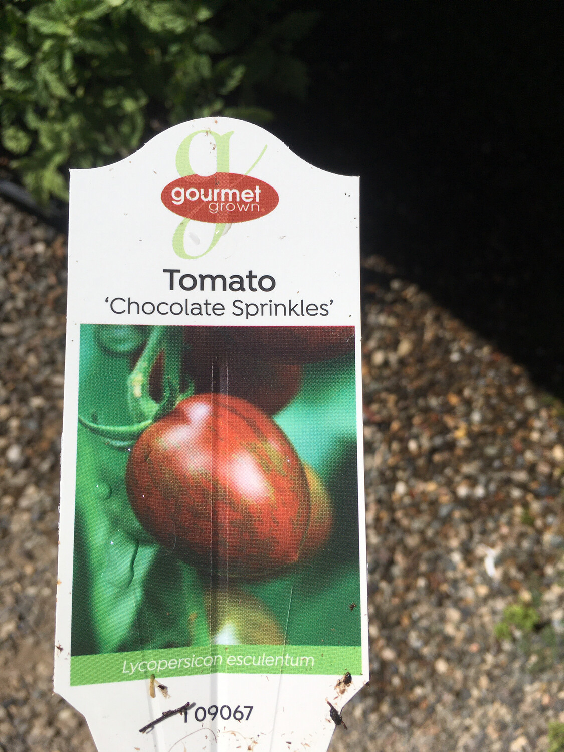 4" Tomato Cherry Chocolate Sprinkles Soils and Fertilizers Terra