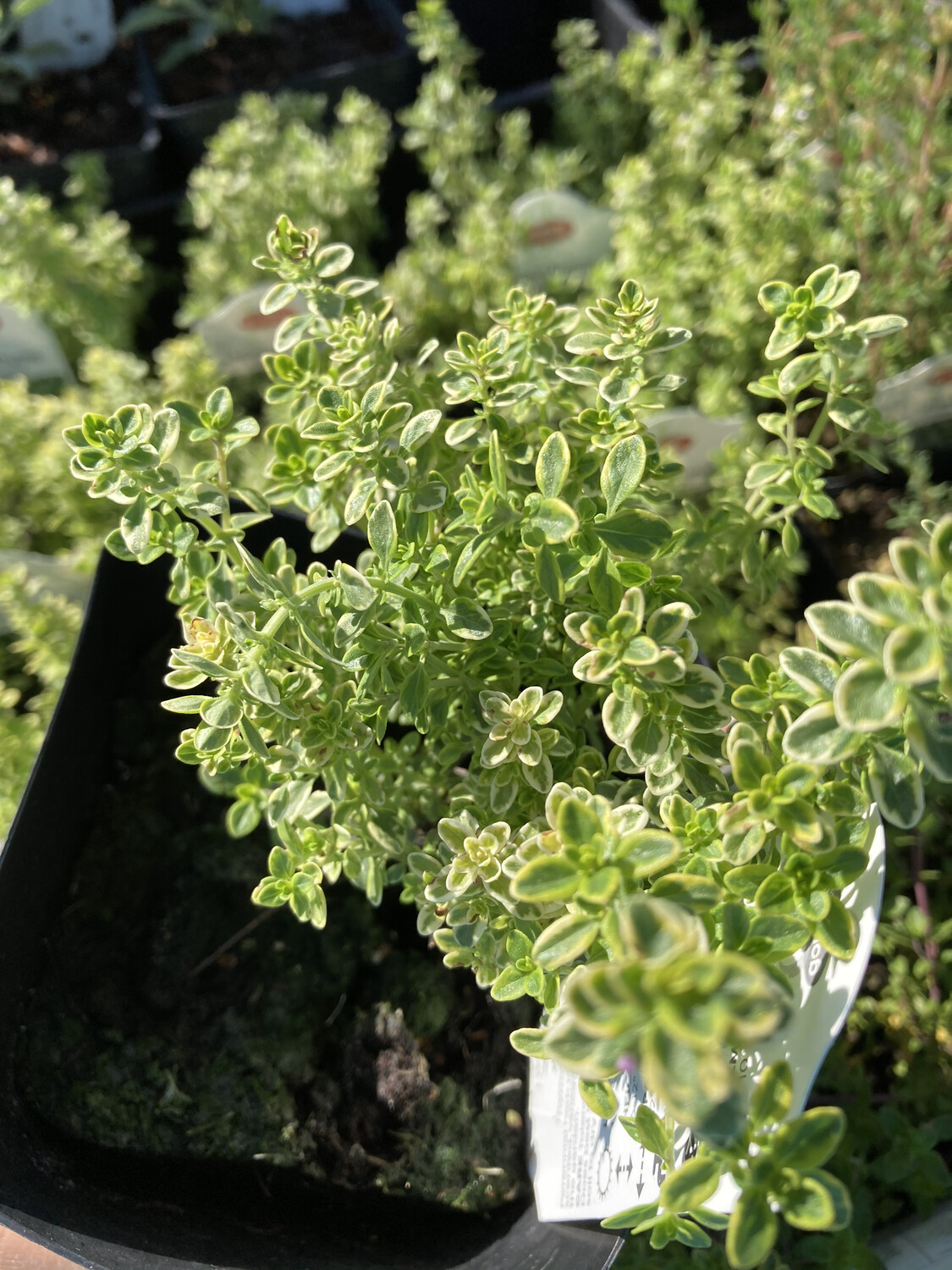 4" Thyme Variegated Lemon Soils and Fertilizers Terra Sol Garden