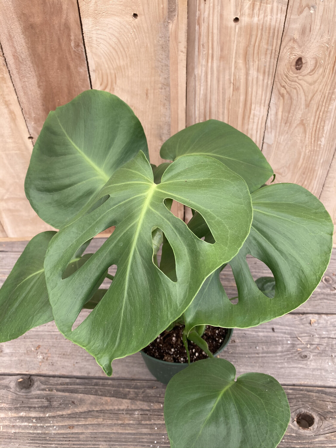 6" Monstera deliciosa Soils and Fertilizers Terra Sol Garden Center