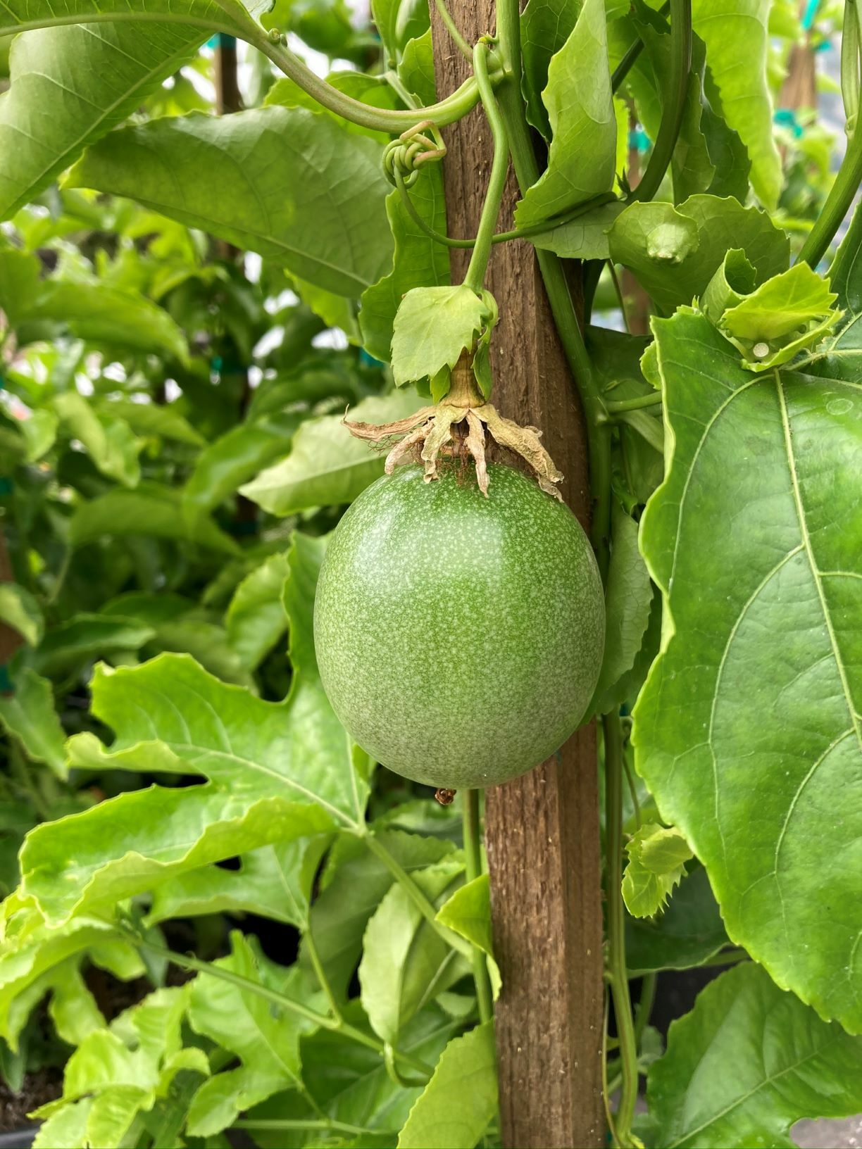 Passion Fruit Soils and Fertilizers Terra Sol Garden Center , Santa