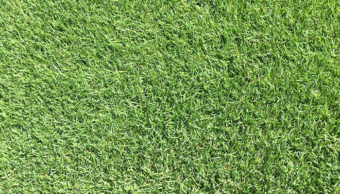 Crowne Zoysia Pallet