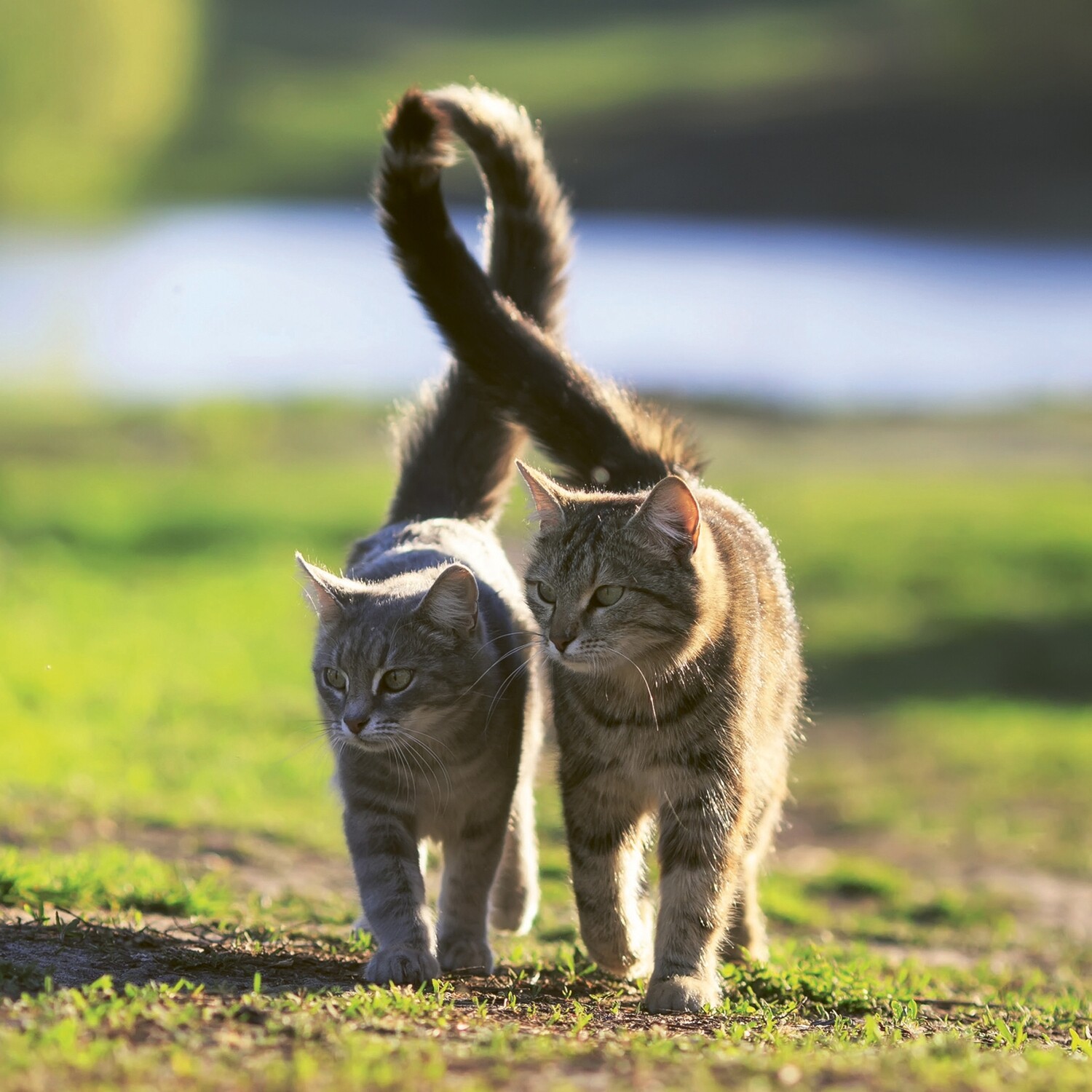 CARTE DOUBLE PHOTO "CHATS AMOUREUX"