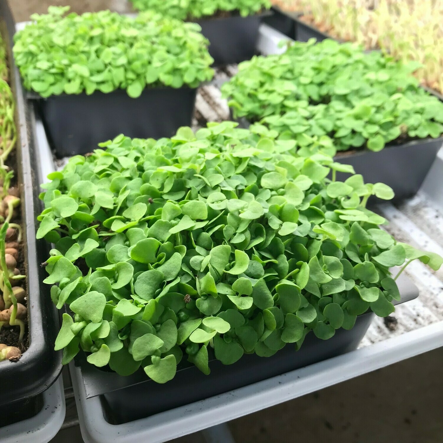 Basil microgreens