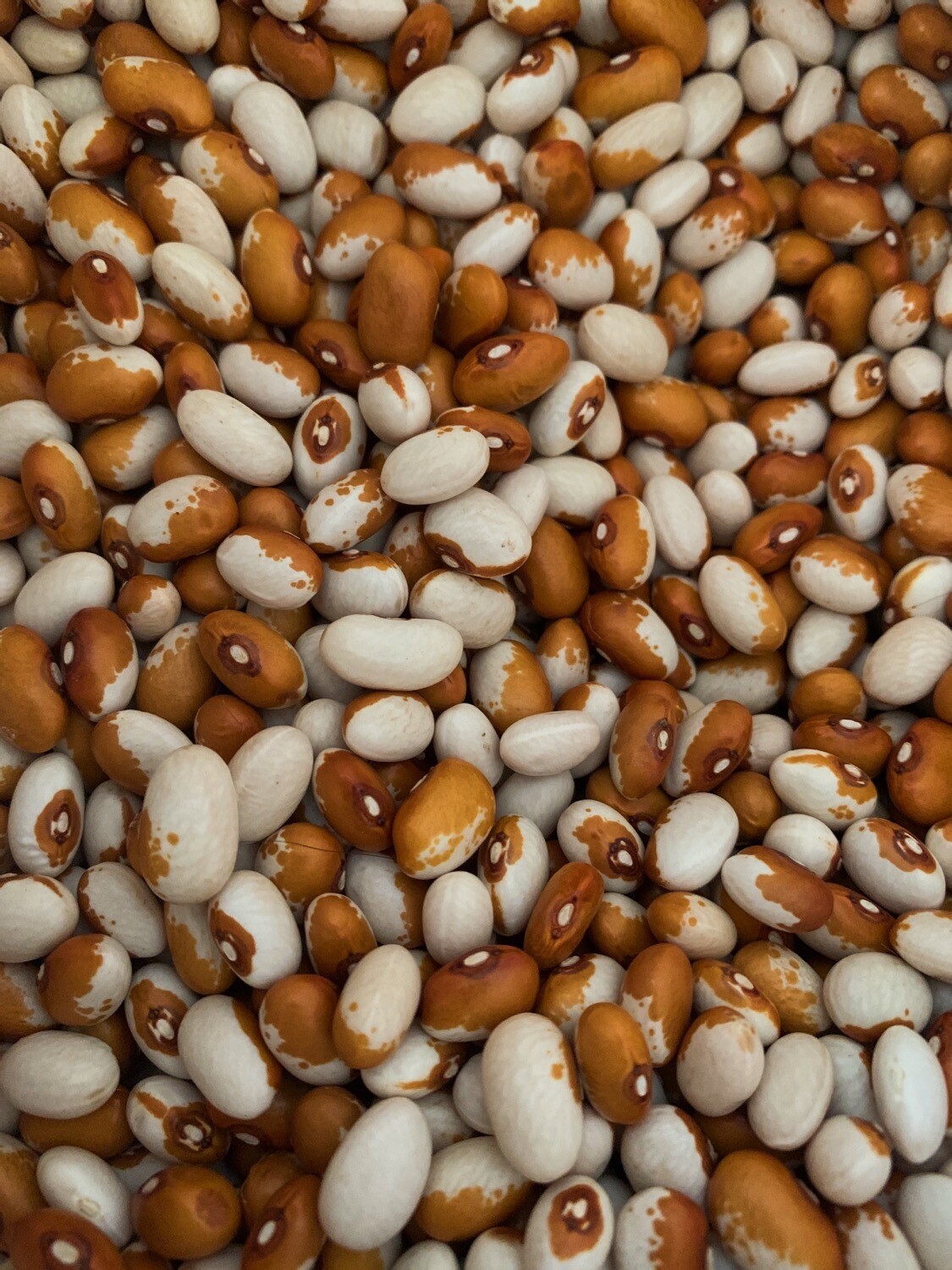 Dry Beans Maine Yellow Eye 1 lb bag