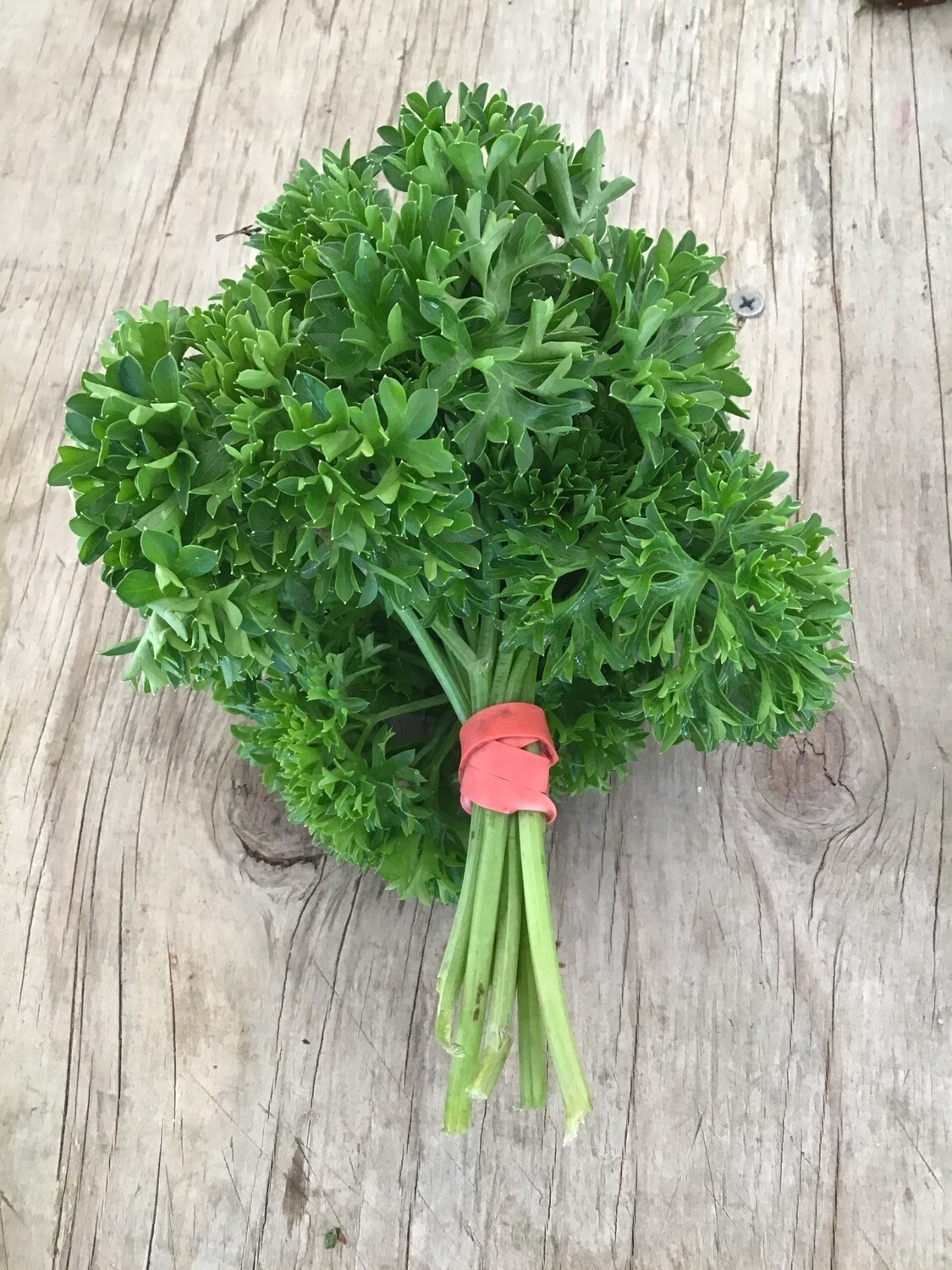 Curly Parsley Bunch