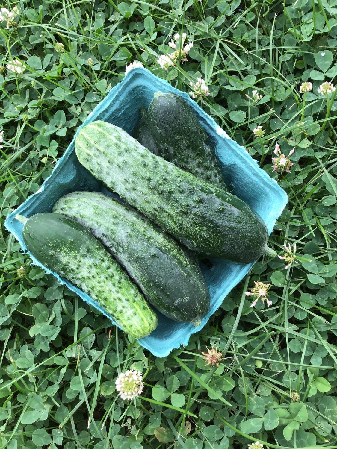 Pickling Cucumbers per lb