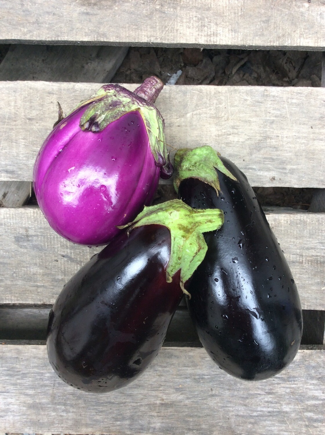 Italian Eggplant Quart