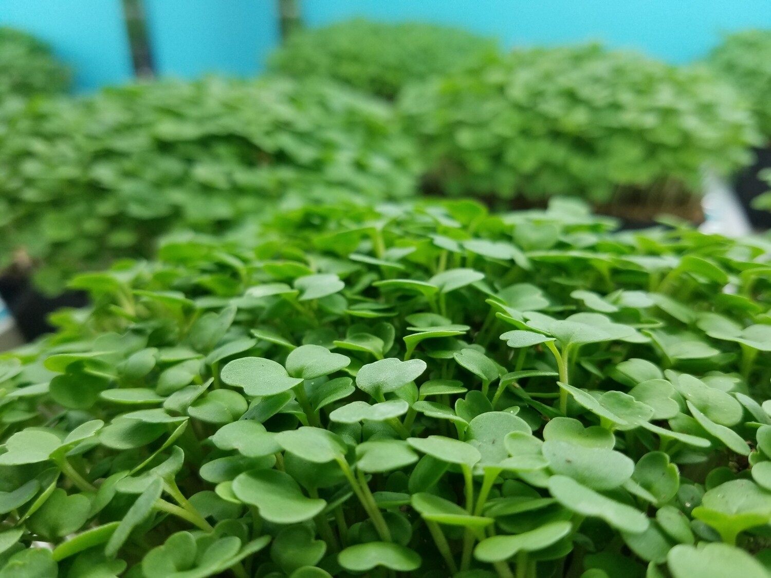 Arugula Microgreens