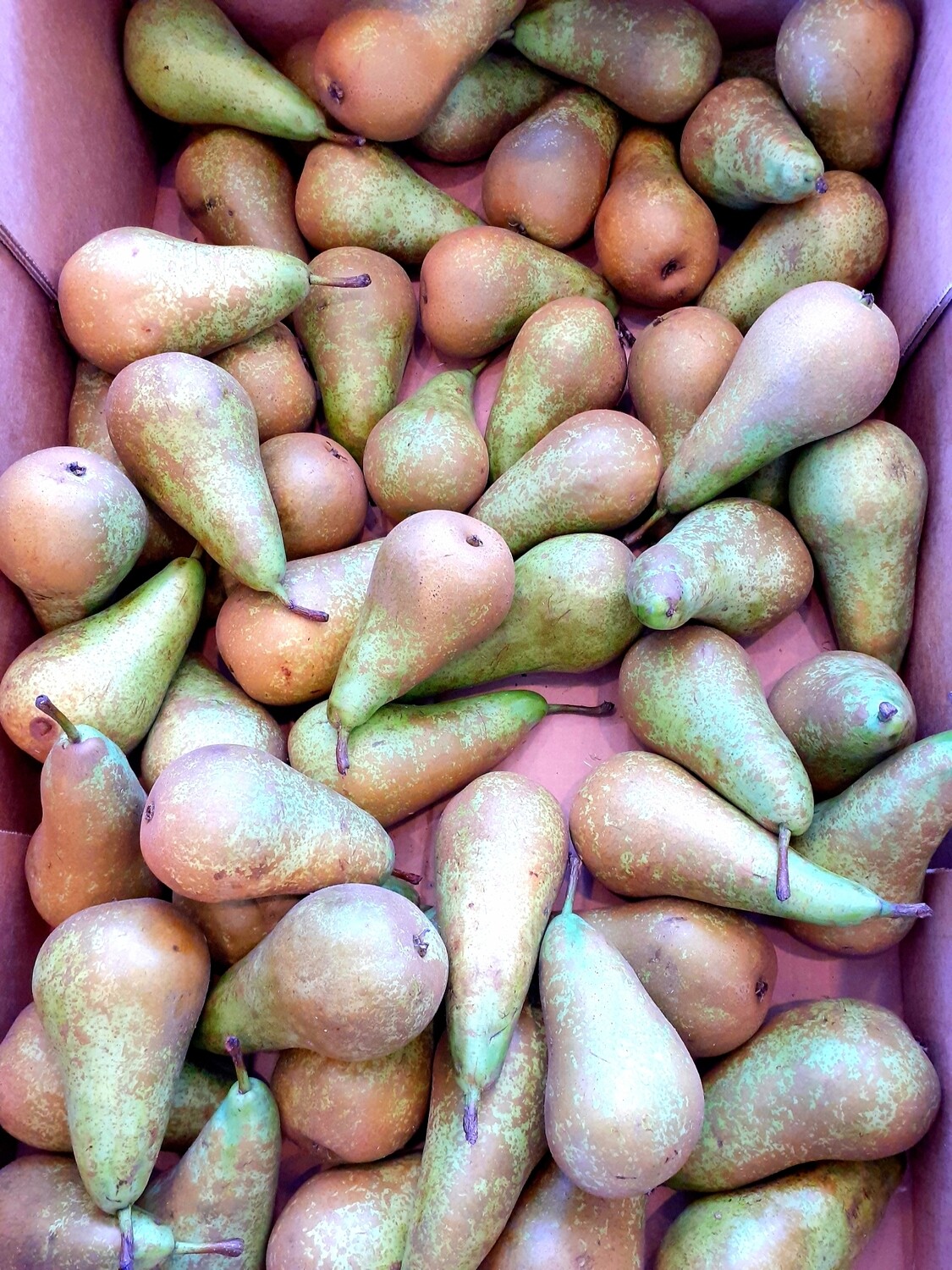 Conference pears (Large) x5