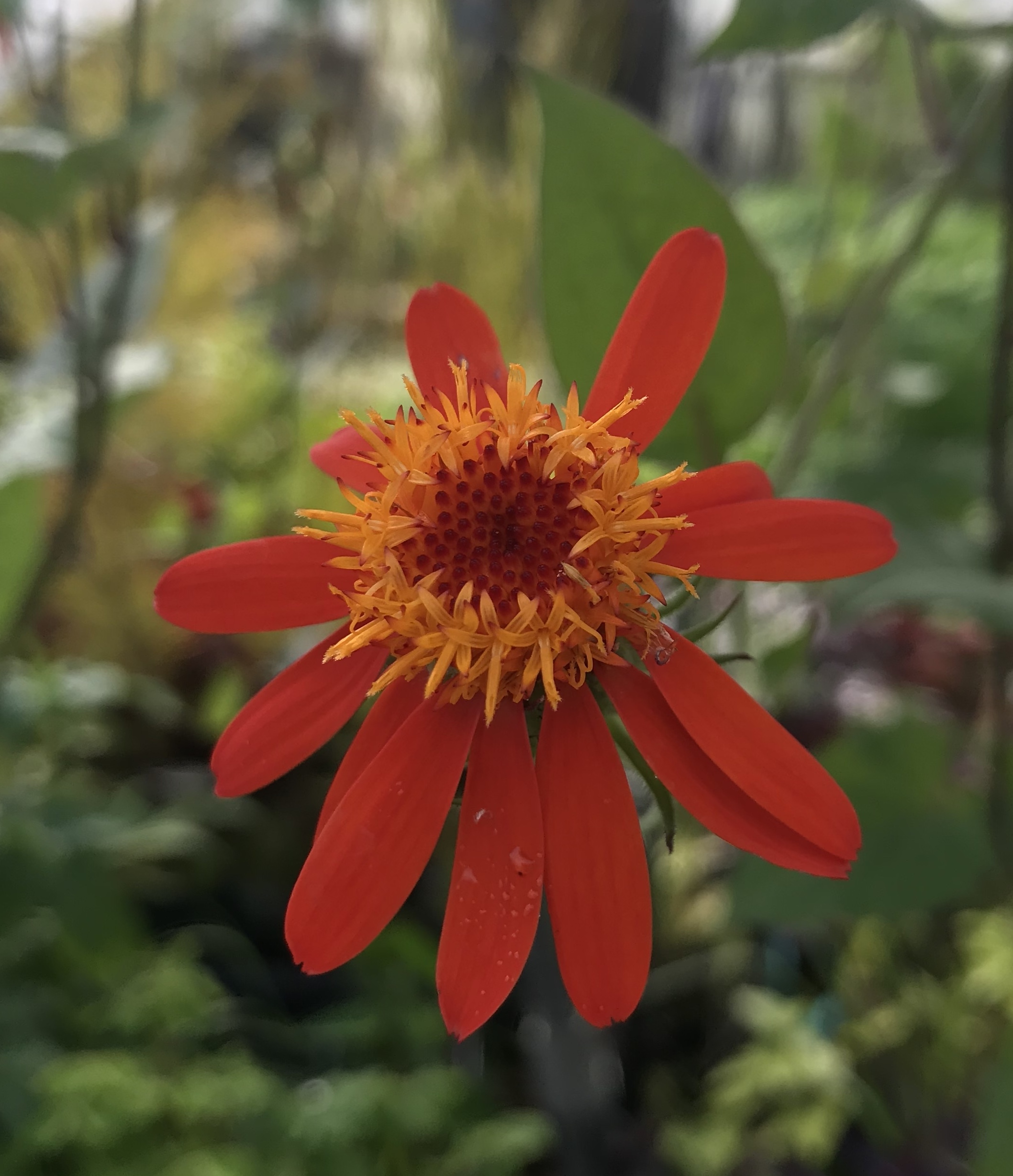 Florals/Gardens Store Golden Pond Water Plants Golden Pond Water