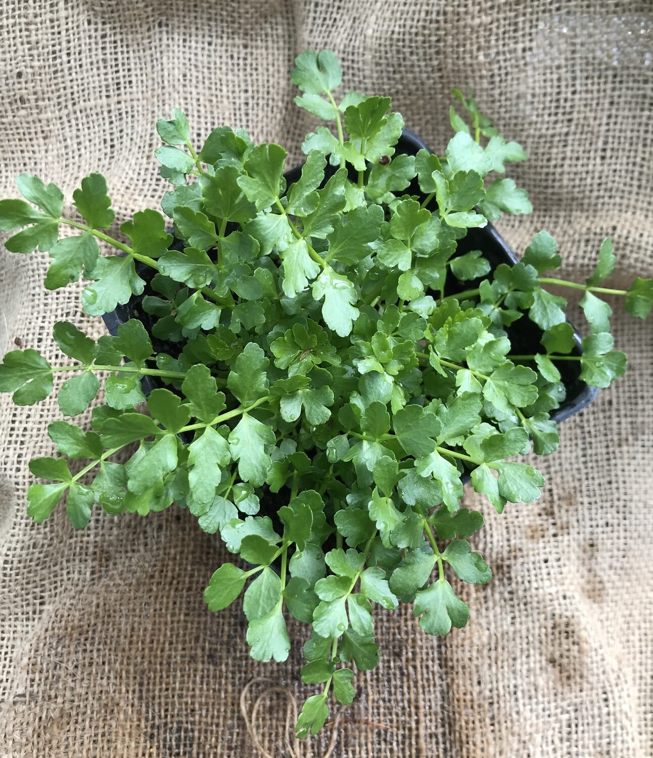 4" Dwarf Water Celery Store Golden Pond Water Plants Golden Pond