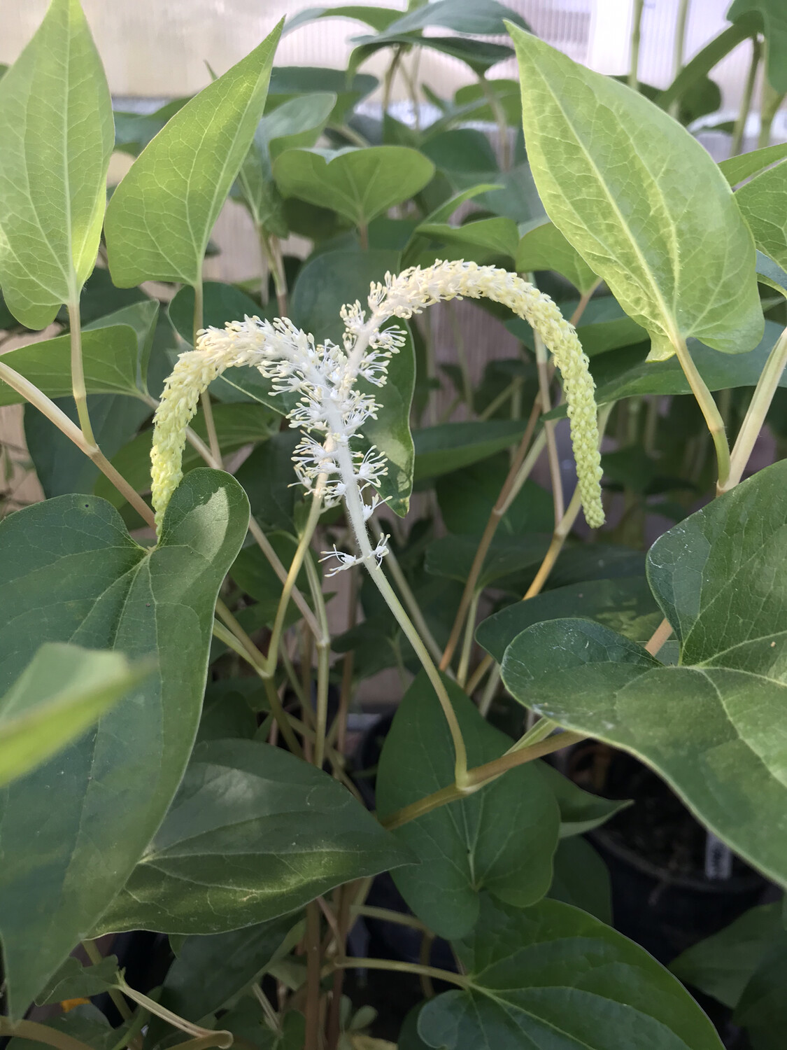 1 Gal Lizard�s Tail Store Golden Pond Water Plants