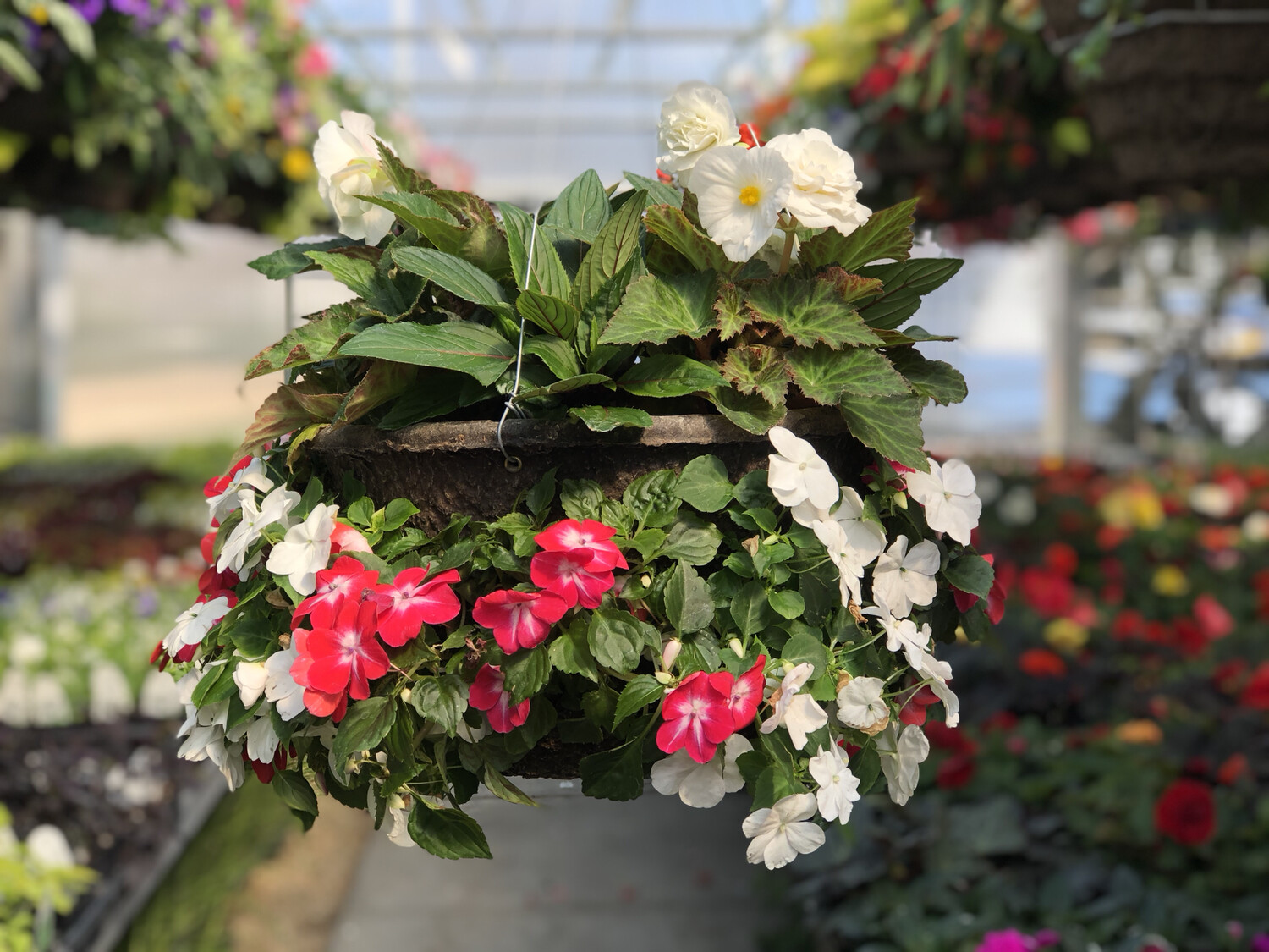 Shade Cascade Hanging Basket (4)