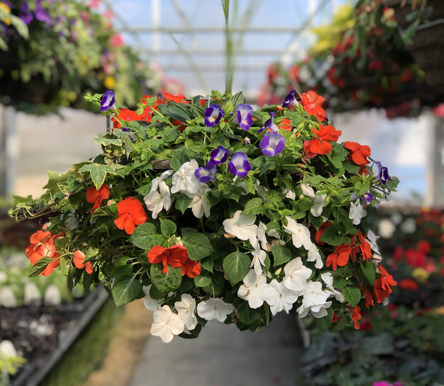 Shade Cascade Hanging Basket (7)