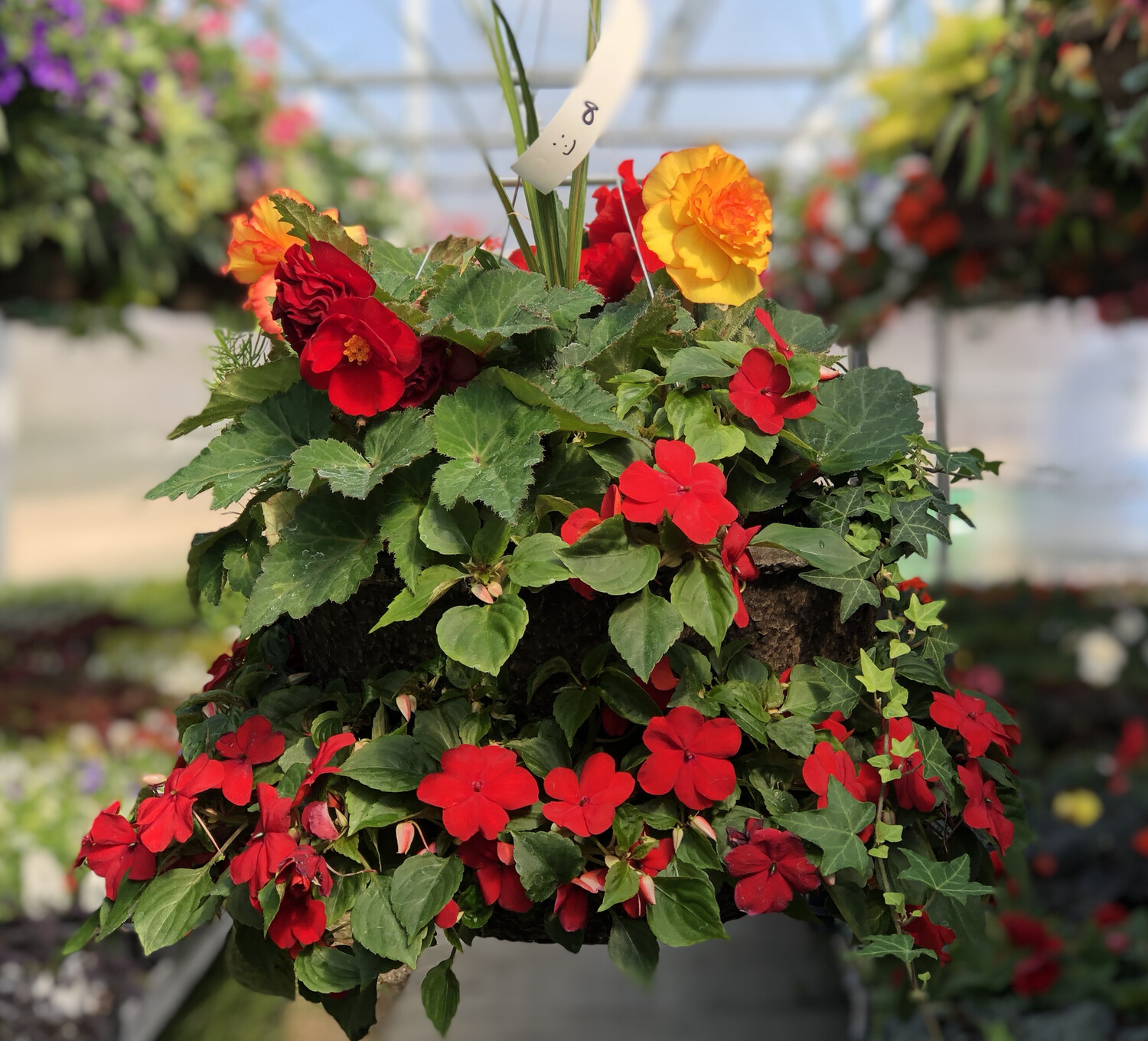 Shade Cascade Hanging Basket (8)