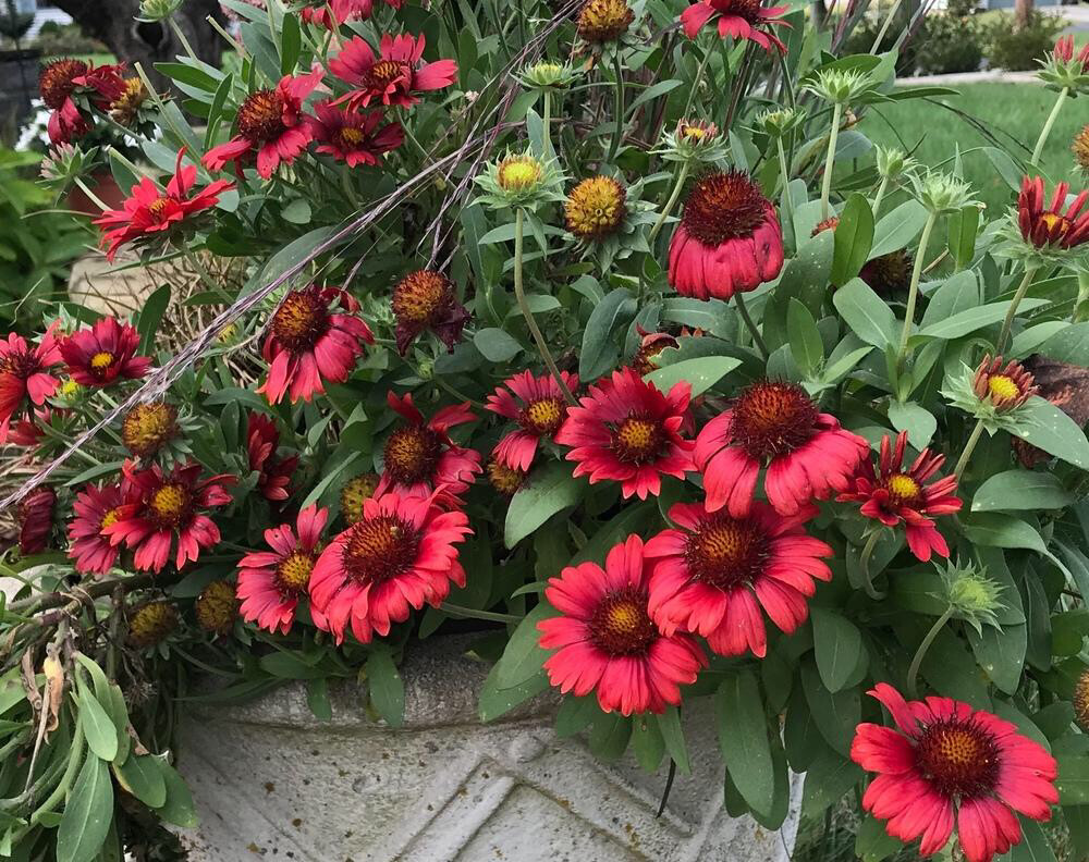 Gaillardia (Blanket Flower Mesa Red)