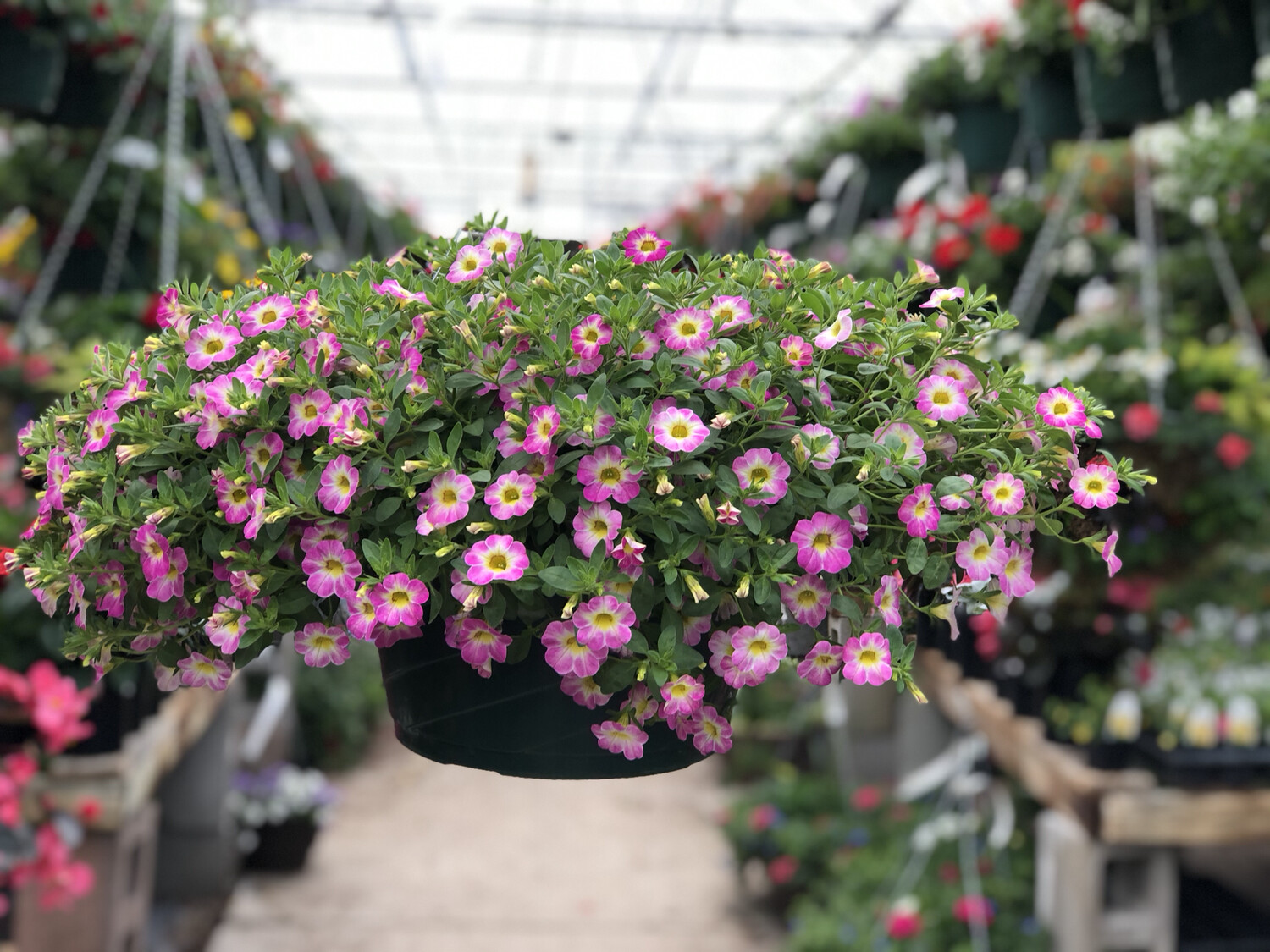 Calibrachoa Hanging Basket (3)