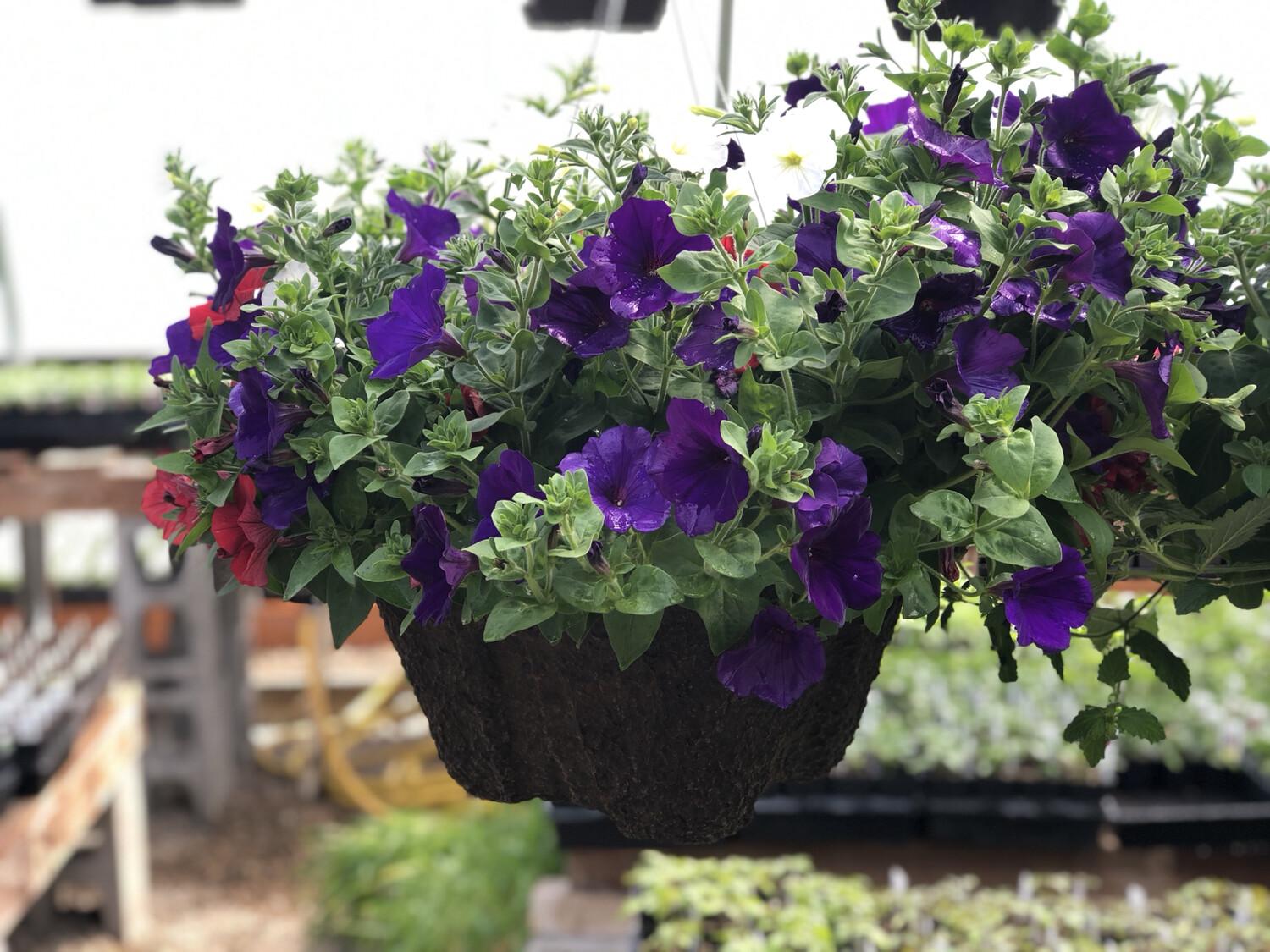 Petunia Basket (10)