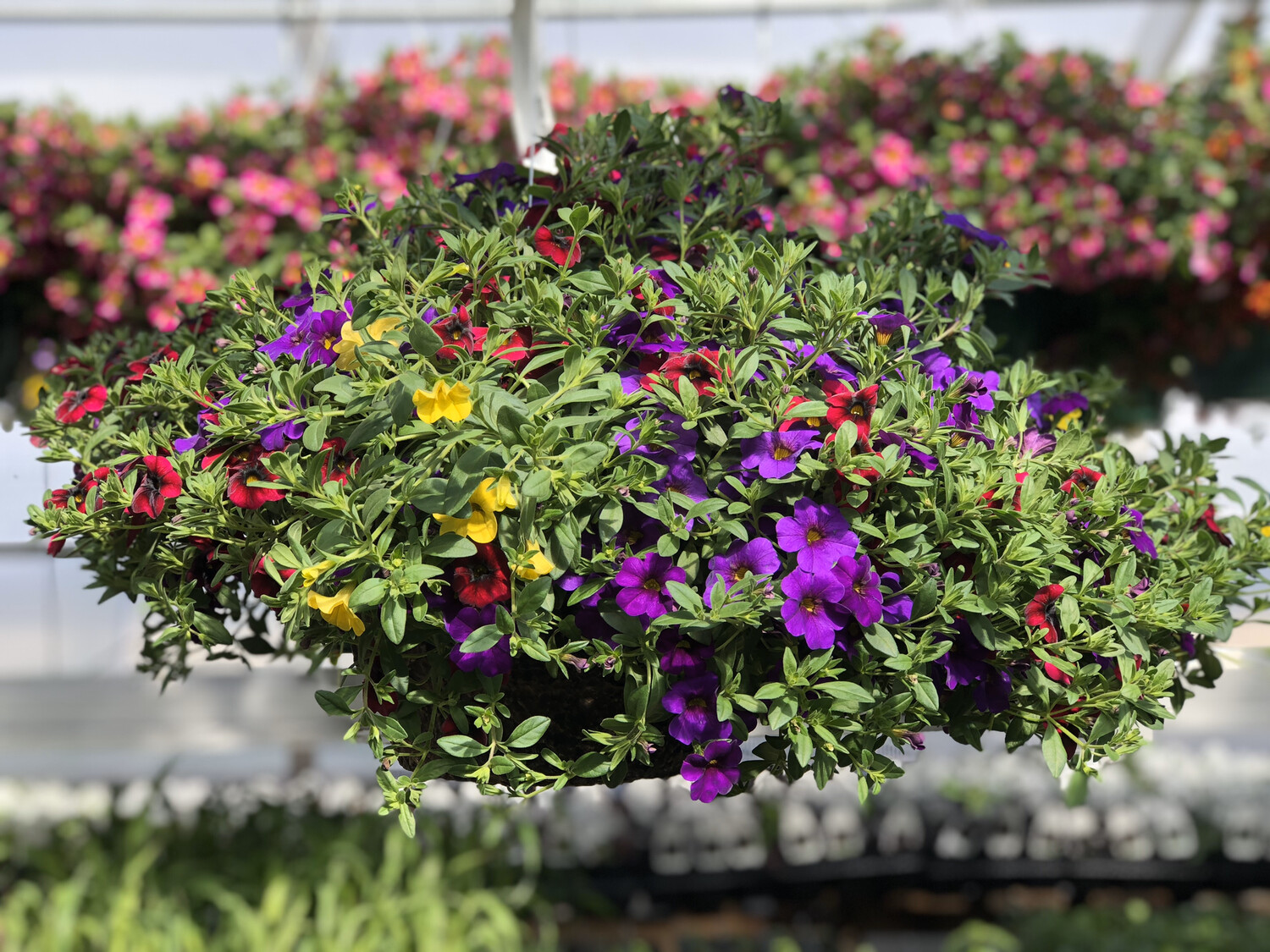 Calibrachoa Basket (FIB_B)